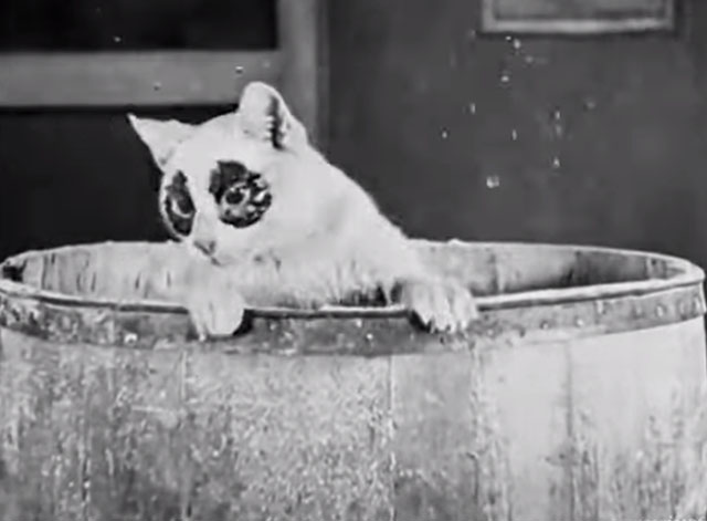 The Bakery - white cat with black eyes emerging from barrel of flour