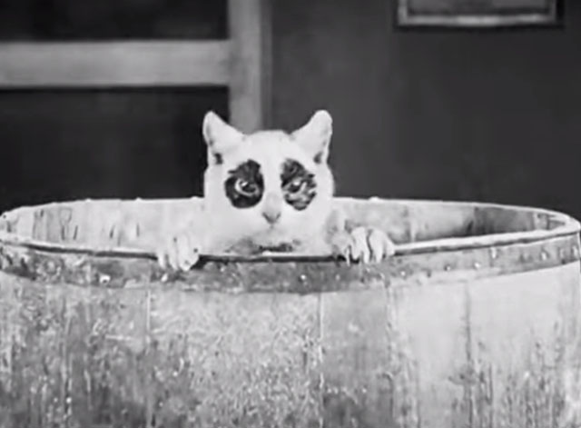 The Bakery - white cat with black eyes emerging from barrel of flour