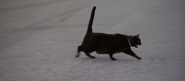 La banda del gobbo - Brothers Till We Die - black cat running across road