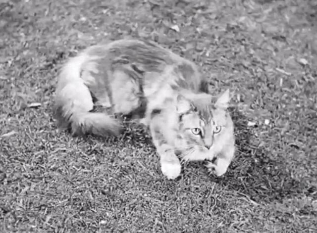 Banjo - tabby Maine Coon cat Snoopy on lawn