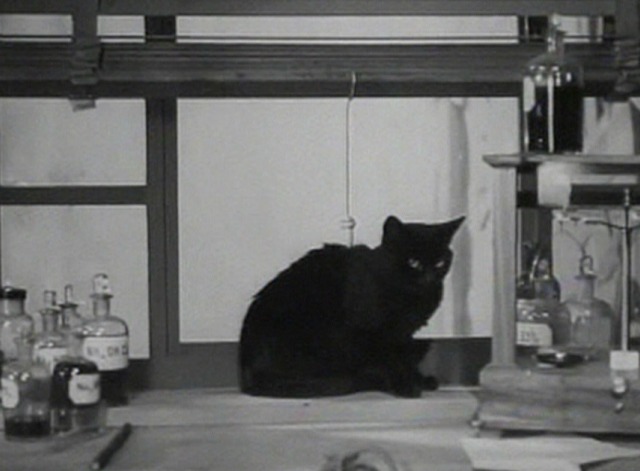 Bank Holiday - black cat sitting on windowsill