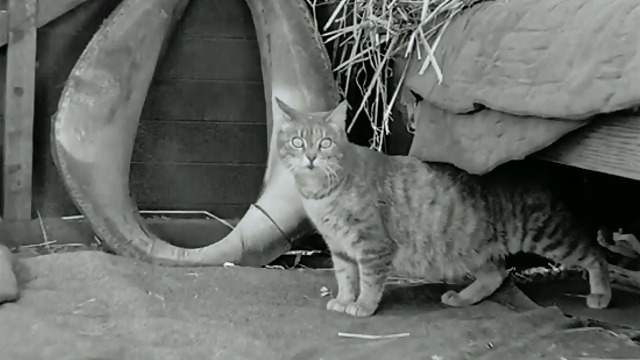 Barn Animals - tabby cat coming out from beneath bed
