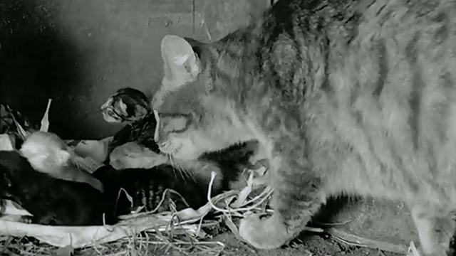 Barn Animals - mama cat comes to get kittens