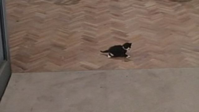 The Bastard - tuxedo kitten in middle of living room floor