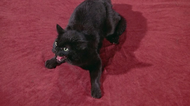 Batman the Movie - black cat Hecate hissing on table