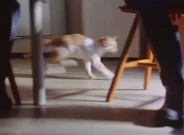 The Battle of Billy's Pond - young orange and white tabby cat running past table
