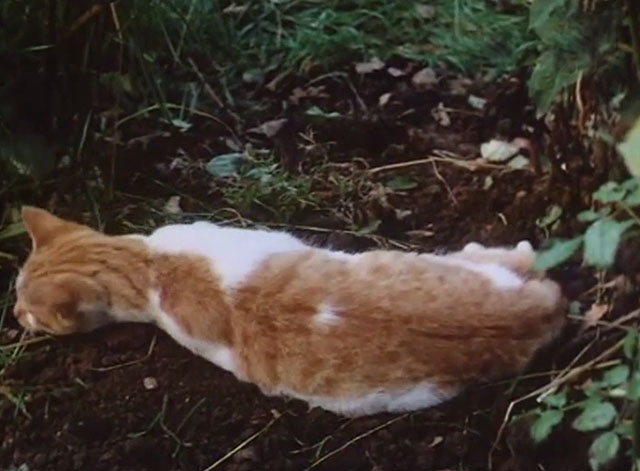 The Battle of Billy's Pond - young orange and white tabby cat lying in garden