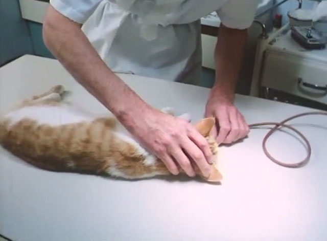 The Battle of Billy's Pond - young orange and white tabby cat on veterinarian table with stomach pump tube