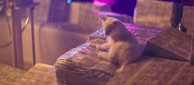 The Beach Bum - tiny white kitten sitting on stacks of money