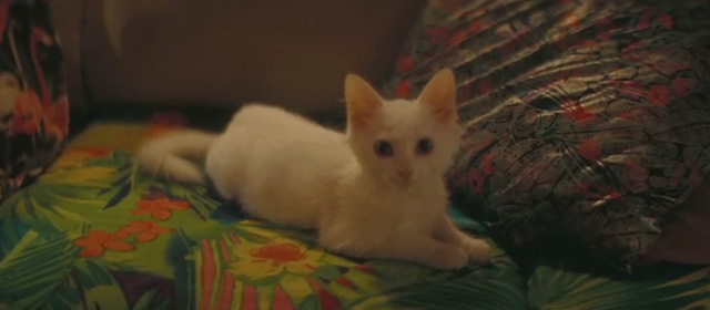 The Beach Bum - tiny white kitten on couch