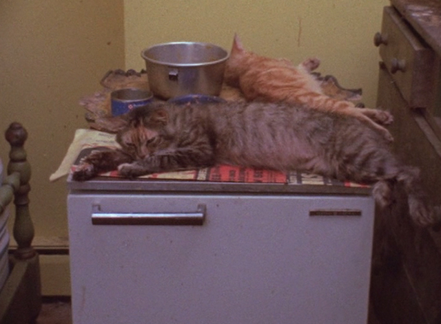 The Beales of Grey Gardens - two cats sleeping on small fridge