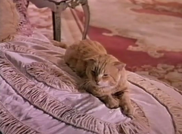 Beau James - ginger tabby cat Tom Orangey on cushion