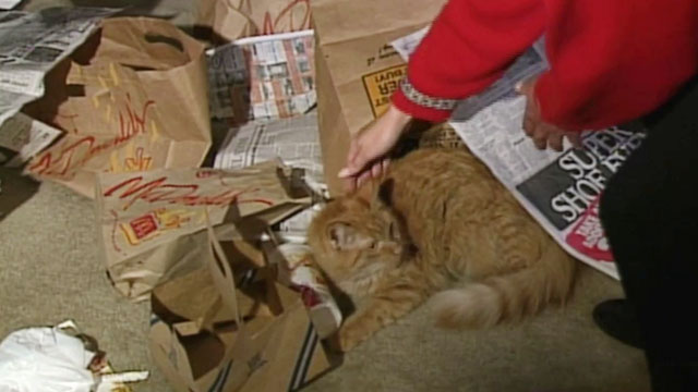 Beauty Queen Butcher - longhair ginger tabby cat Eartha sitting amongst trash