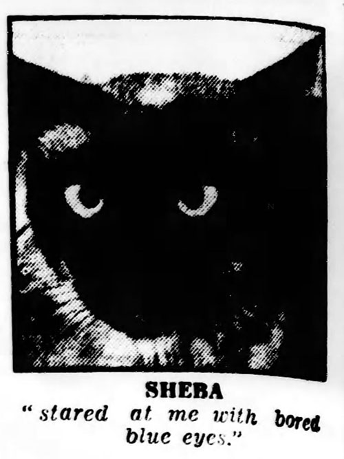 Bedelia - Siamese cat Topaz Sheba newspaper clipping