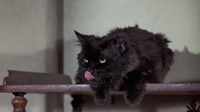 Bedknobs and Broomsticks - ragged black cat Cosmic Creepers on shelf licking lips