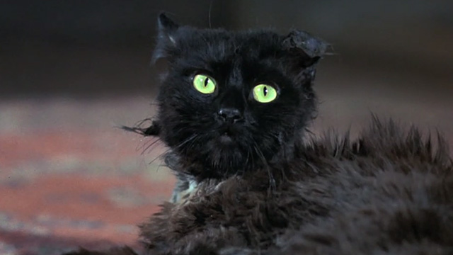 Bedknobs and Broomsticks - ragged black cat Cosmic Creepers looking shocked