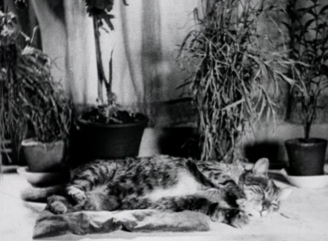 Bed and Sofa - tabby cat sleeping on window sill