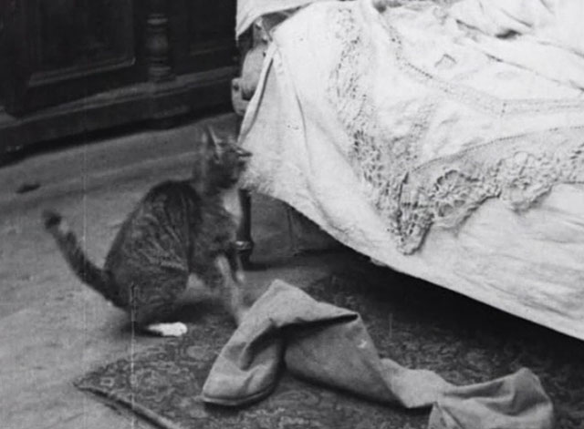 Bed and Sofa - tabby cat sitting on floor at foot of bed