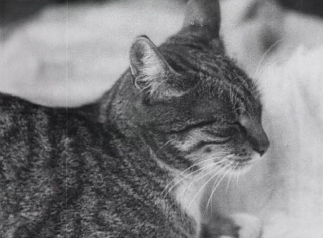 Bed and Sofa - tabby cat resting on bed