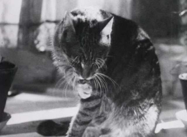 Bed and Sofa - tabby cat washing