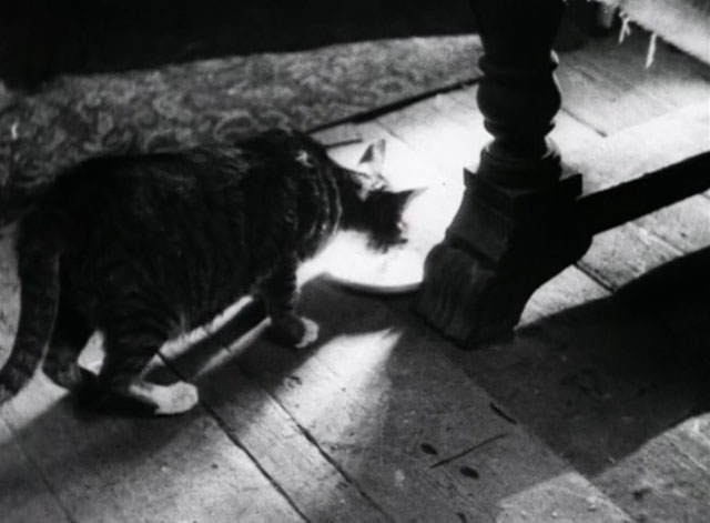 Bed and Sofa - tabby cat approaching food bowl