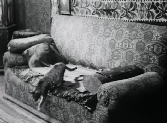 Bed and Sofa - tabby cat jumping down from couch