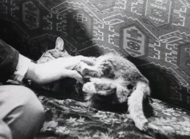 Bed and Sofa - tabby cat being petted on couch