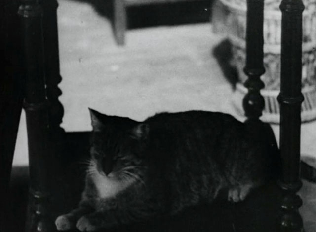 Bed and Sofa - tabby cat sitting under table