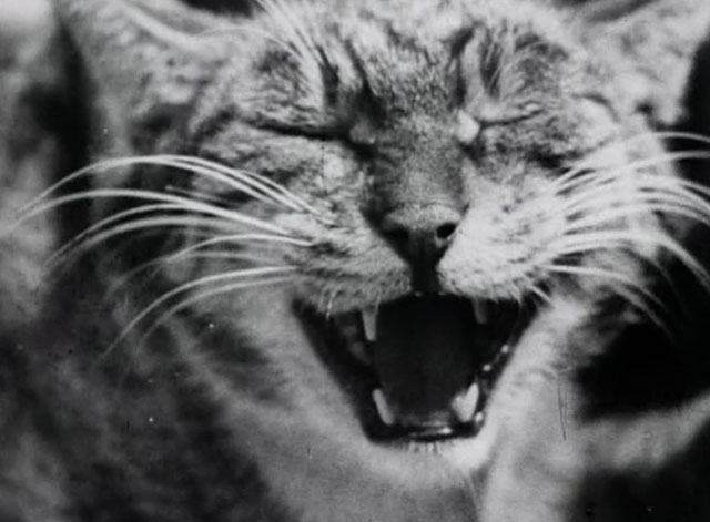 Bed and Sofa - meowing tabby cat face close up