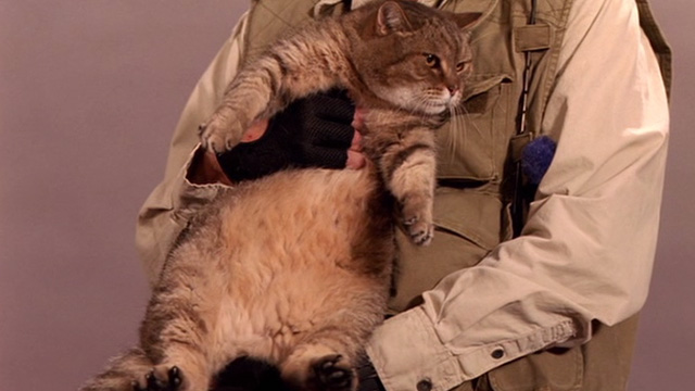 Beethoven's Big Break - heavy set tabby cat in man's arms