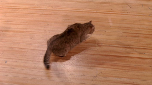 Beethoven's Big Break - heavy set tabby cat landing on hardwood floor