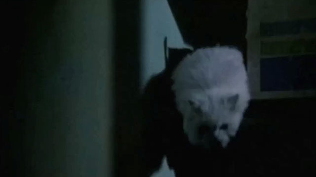 The Being - small silver Persian cat jumping out of cupboard