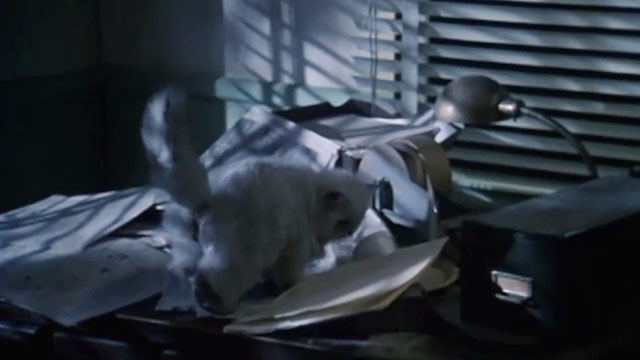 The Being - small silver Persian cat on desk