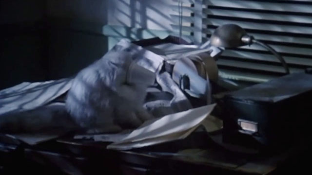 The Being - small silver Persian cat on desk with face stuck in cup