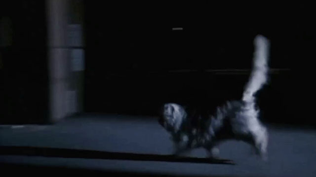 The Being - small silver Persian cat running across floor
