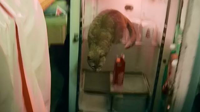 Be Kind, Rewind - orange tabby cat about to jump out of refrigerator