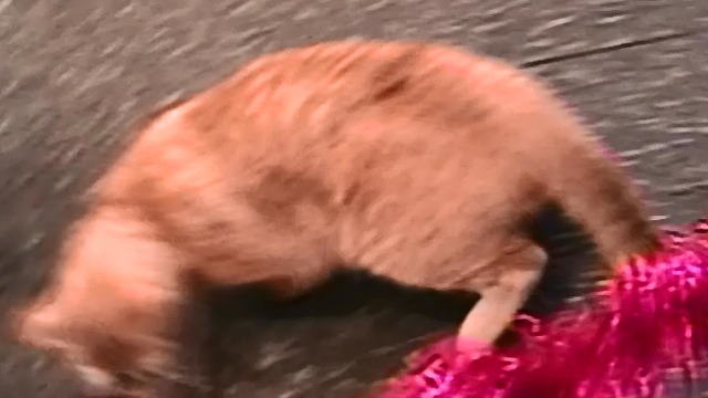 Be Kind, Rewind - orange tabby cat running around floor with tinsel rays