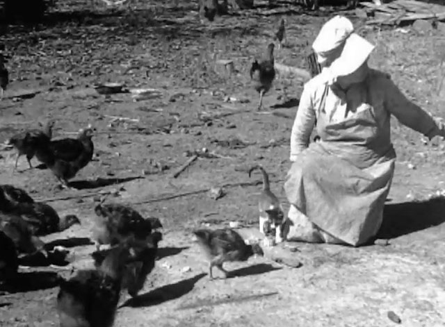 Believe it or Not - Mrs. R.L. Stanford with hairy chickens and tabby and white kitten