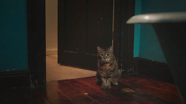Benjamin - torbie cat staring