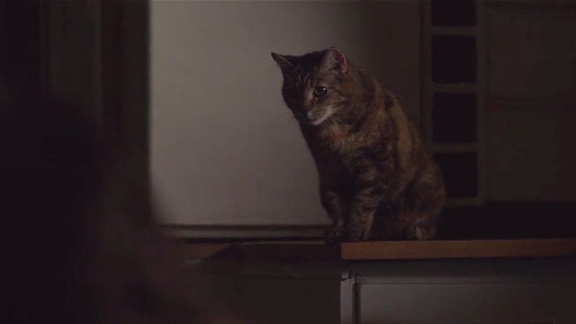 Benjamin - torbie cat staring