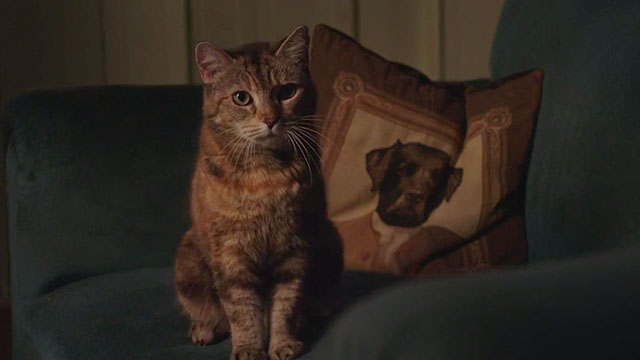 Benjamin - torbie cat sitting on sofa