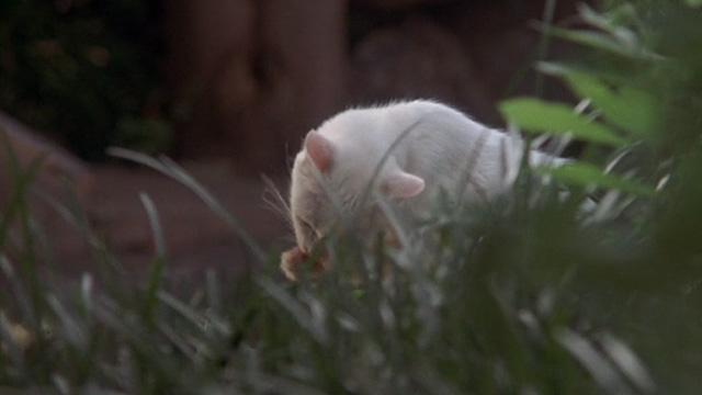 Benji - white cat Sweetie Petey washing self in grass