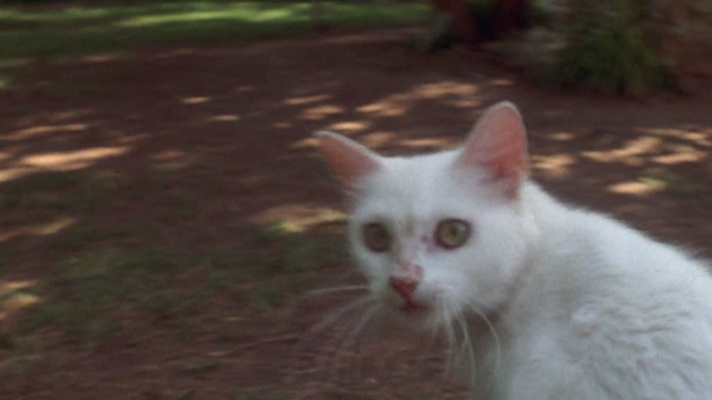 Benji - white cat Sweetie Petey looking startled