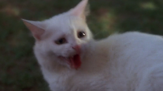 Benji - white cat Sweetie Petey startled