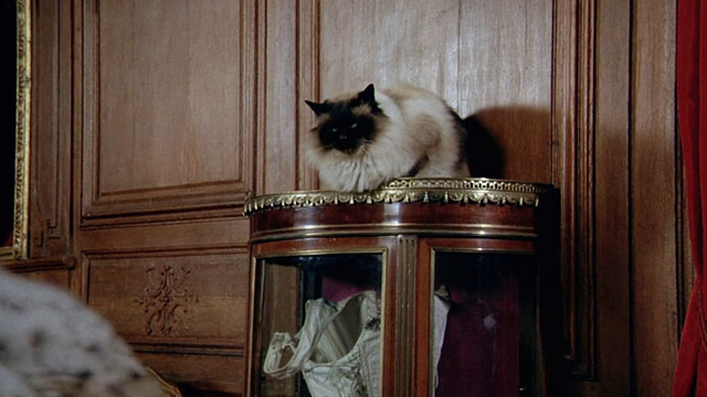 La bête - longhair Snowshoe patterened cat on cabinet