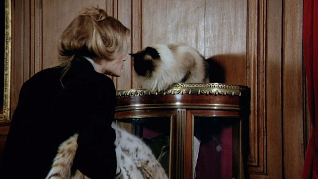 La bête - longhair Snowshoe patterened cat on cabinet kissed by Lucy Lisbeth Hummel