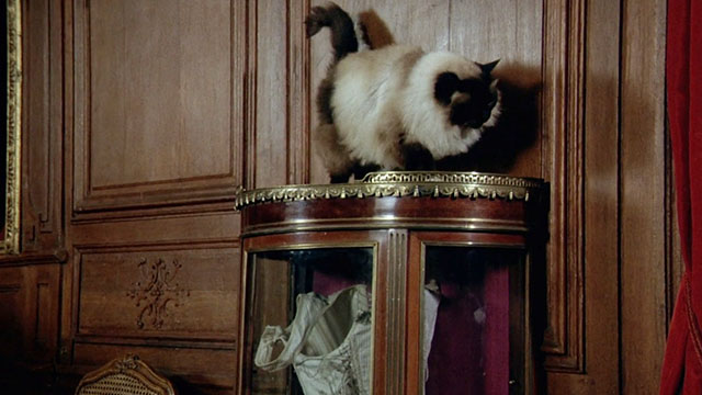 La bête - longhair Snowshoe patterened cat on cabinet