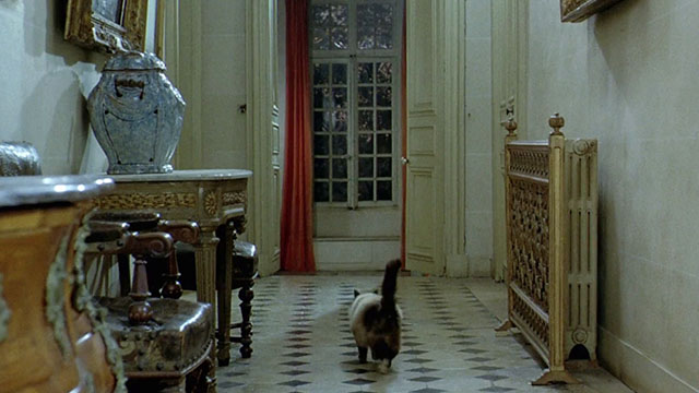 La bête - longhair Snowshoe patterened cat running down hallway