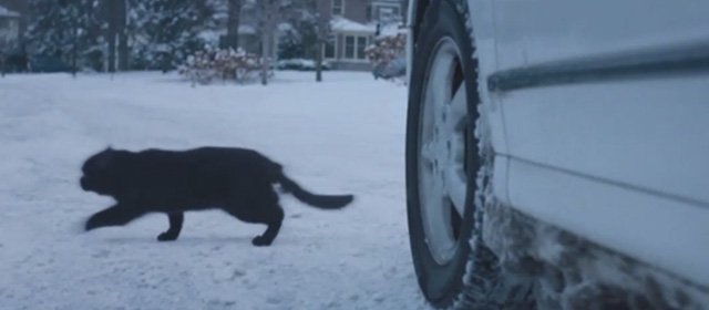 Better Watch Out - black cat crossing in front of car