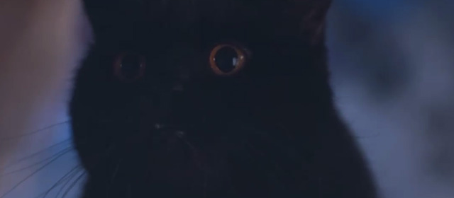 Better Watch Out - close up of black cat